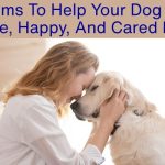 5 Must-Have Products For Your Lucky Dog  