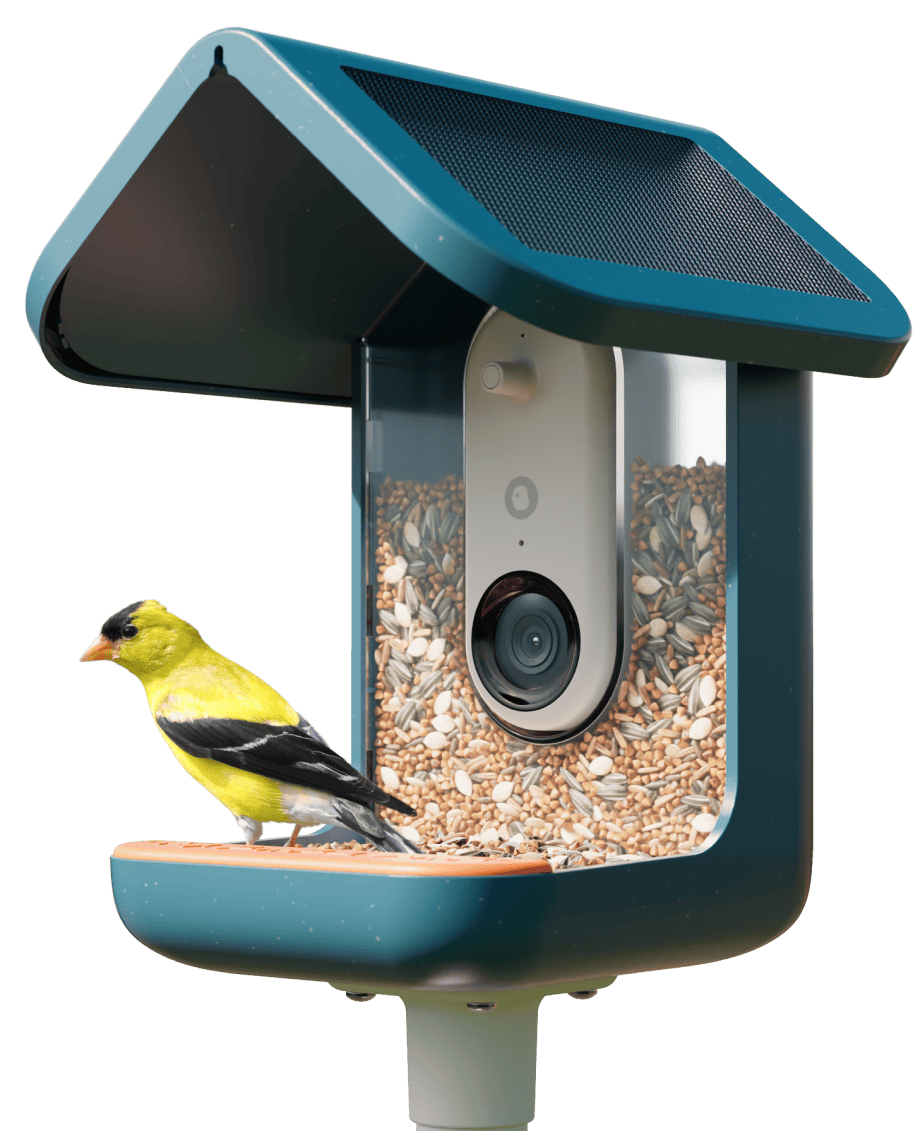 The Bird Buddy Smart Bird Feeder Pro Solar